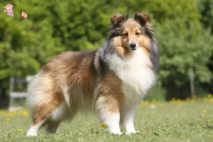 Read more about the article Sheltie breeders and puppies in Hovedstaden
