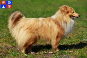 Read more about the article Sheltie breeders and puppies in Liberec