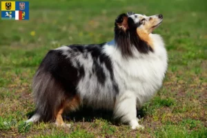Read more about the article Sheltie breeders and puppies in Moravia-Silesia