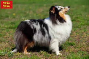 Read more about the article Sheltie breeders and puppies in Normandy