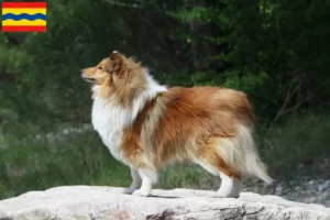 Read more about the article Sheltie breeders and puppies in Overijssel