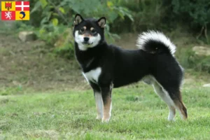 Read more about the article Shiba breeders and puppies in Auvergne-Rhône-Alpes