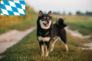 Read more about the article Shiba breeders and puppies in Bavaria