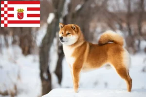 Read more about the article Shiba breeders and puppies in Bremen