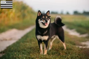 Read more about the article Shiba breeders and puppies in Brittany