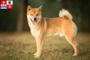 Read more about the article Shiba breeders and puppies in Central Bohemia