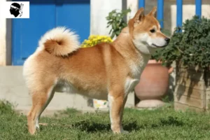 Read more about the article Shiba breeders and puppies in Corsica