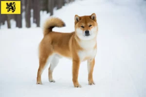 Read more about the article Shiba breeders and puppies in Flanders