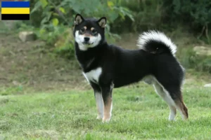 Read more about the article Shiba breeders and puppies in Gelderland