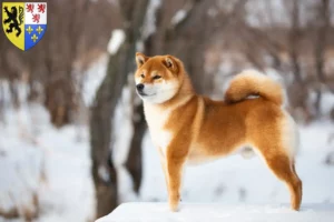 Read more about the article Shiba breeders and puppies in Hauts-de-France