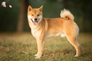 Read more about the article Shiba breeders and puppies in Hovedstaden