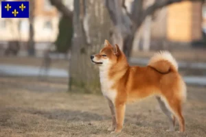 Read more about the article Shiba breeders and puppies in Île-de-France