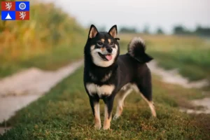 Read more about the article Shiba breeders and puppies in Liberec