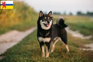 Read more about the article Shiba breeders and puppies in Limburg