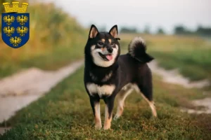 Read more about the article Shiba breeders and puppies in Lower Austria