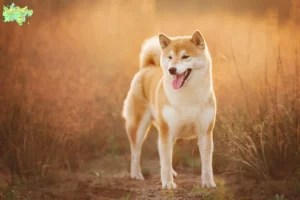 Read more about the article Shiba breeders and puppies in Midtjylland