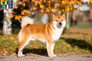 Read more about the article Shiba breeders and puppies in Moravia-Silesia