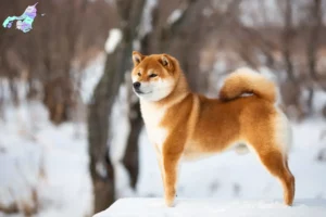 Read more about the article Shiba breeders and puppies in Nordjylland