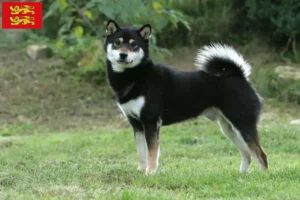 Read more about the article Shiba breeders and puppies in Normandy