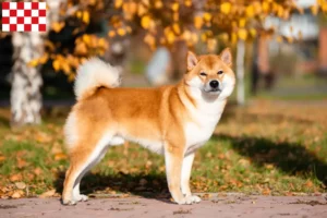 Read more about the article Shiba breeders and puppies in North Brabant