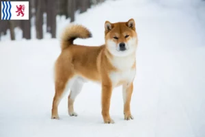 Read more about the article Shiba breeders and puppies in Nouvelle-Aquitaine