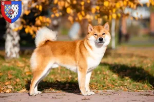 Read more about the article Shiba breeders and puppies in Pays de la Loire