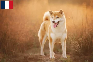 Read more about the article Shiba breeders and puppies in Réunion