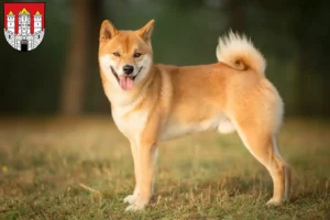 Read more about the article Shiba breeders and puppies in Salzburg