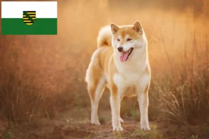 Read more about the article Shiba breeders and puppies in Saxony