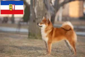 Read more about the article Shiba breeders and puppies in Schleswig-Holstein