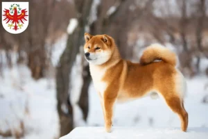 Read more about the article Shiba breeders and puppies in Tirol