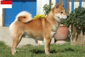 Read more about the article Shiba breeders and puppies in Vienna