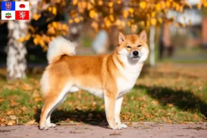 Read more about the article Shiba breeders and puppies in Vysočina