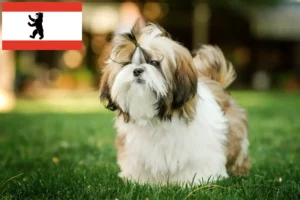 Read more about the article Shih Tzu breeders and puppies in Berlin