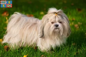 Read more about the article Shih Tzu breeders and puppies in Bourgogne-Franche-Comté