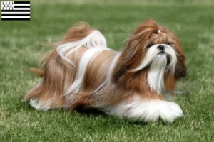 Read more about the article Shih Tzu breeders and puppies in Brittany