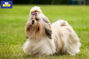 Read more about the article Shih Tzu breeders and puppies in the Brussels-Capital Region