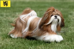 Read more about the article Shih Tzu breeders and puppies in Flanders