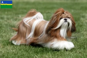 Read more about the article Shih Tzu breeders and puppies in Flevoland