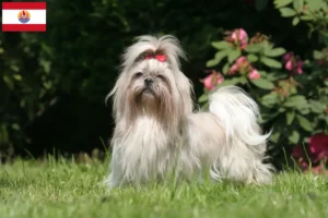 Read more about the article Shih Tzu breeders and puppies in French Polynesia