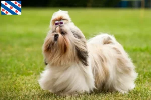 Read more about the article Shih Tzu breeders and puppies in Friesland