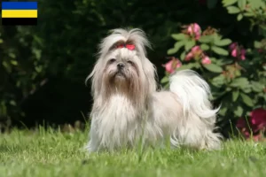 Read more about the article Shih Tzu breeders and puppies in Gelderland