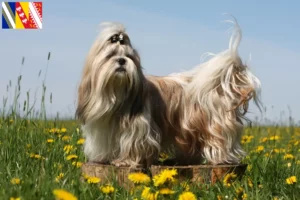 Read more about the article Shih Tzu breeders and puppies in Grand Est