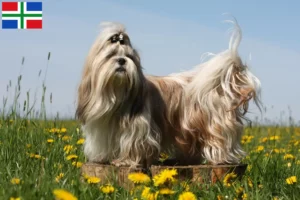 Read more about the article Shih Tzu breeders and puppies in Groningen