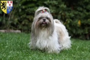 Read more about the article Shih Tzu breeders and puppies in Hauts-de-France