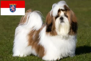 Read more about the article Shih Tzu breeders and puppies in Hessen