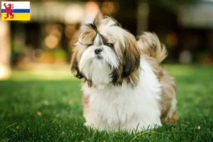 Read more about the article Shih Tzu breeders and puppies in Limburg