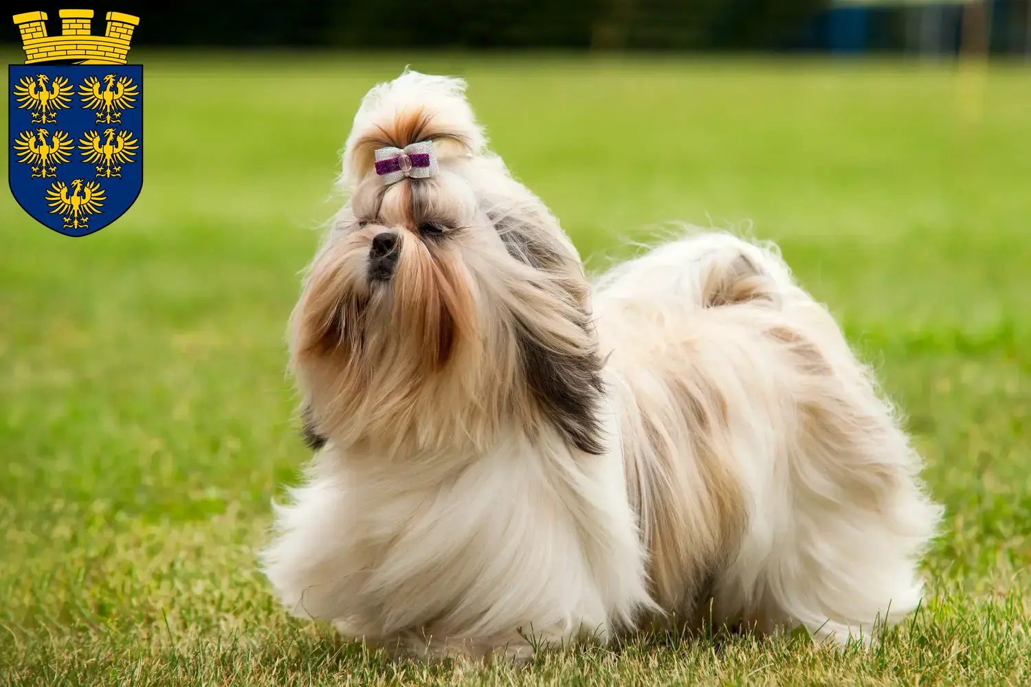 Read more about the article Shih Tzu breeders and puppies in Lower Austria
