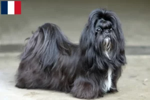 Read more about the article Shih Tzu breeders and puppies in Martinique