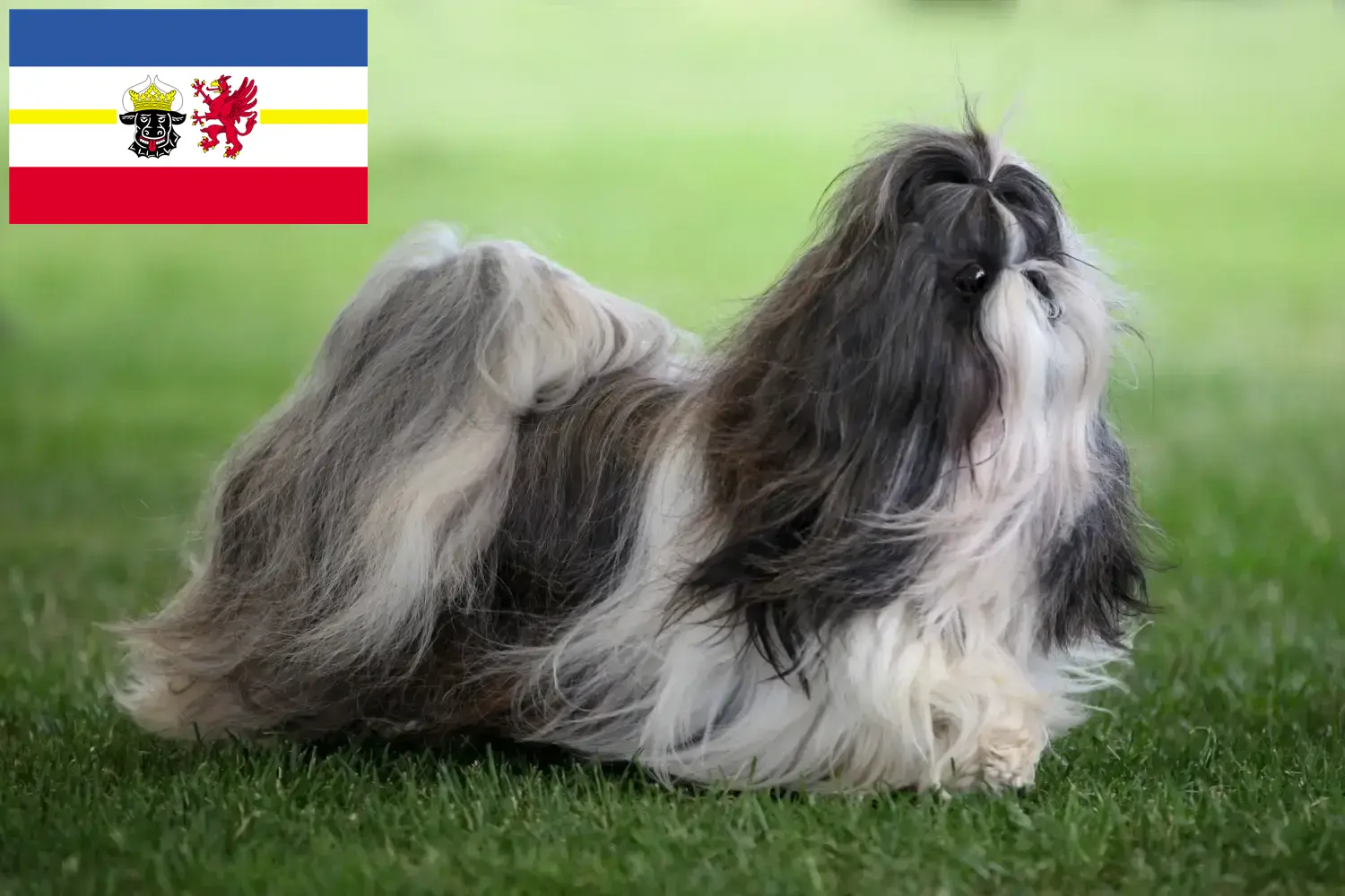 Read more about the article Shih Tzu breeders and puppies in Mecklenburg-Vorpommern